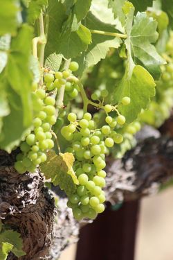 Grenache Grenache