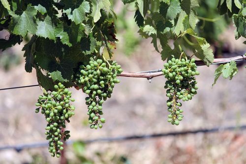 Syrah Syrah