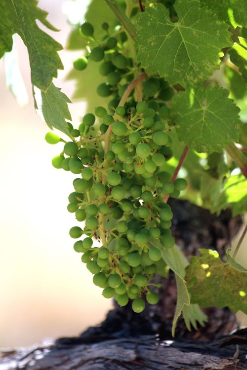 Mourvedre Mourvedre