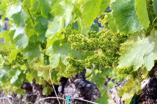 Flowering 2014 - grenache long view Flowering 2014 - grenache long view