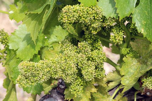 Flowering 2014 - grenache close up Flowering 2014 - grenache close up