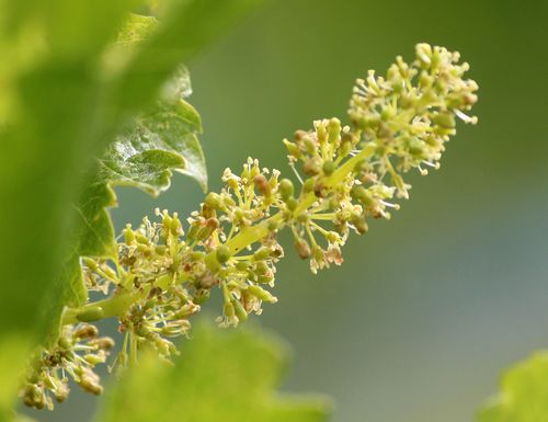 Flowering 2014 - viognier Flowering 2014 - viognier