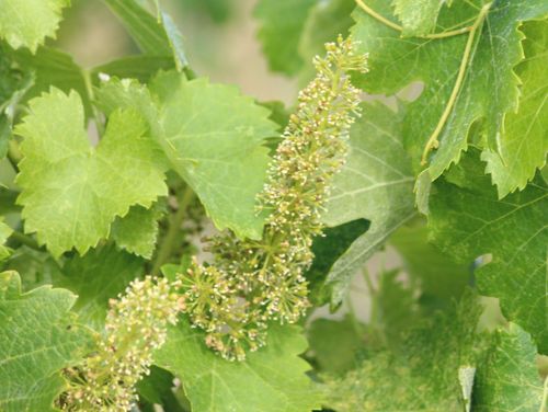 Flowering 2014 - marsanne Flowering 2014 - marsanne
