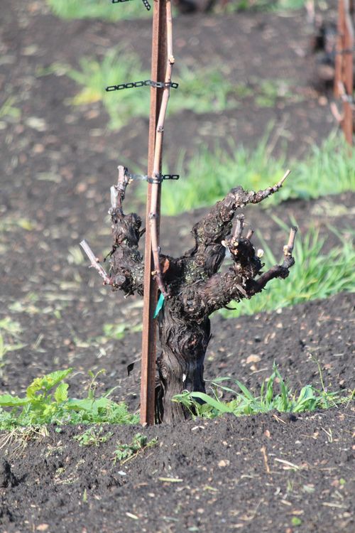Head-trained mourvedre April 2014 Head-trained mourvedre April 2014