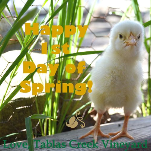 DSC_1843_edit_cube_springchick_650