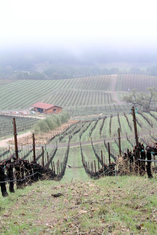 Mar 02 View over vineyard Mar 02 View over vineyard