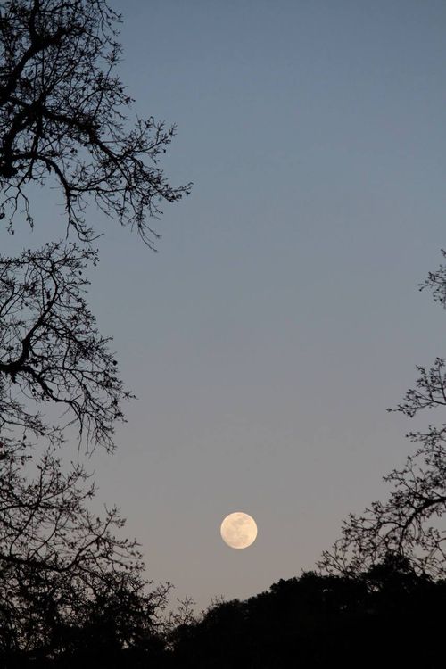 Moon between oaks Moon between oaks