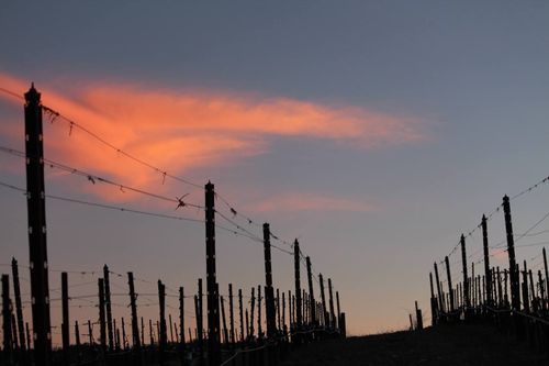 Vineyard rows Vineyard rows