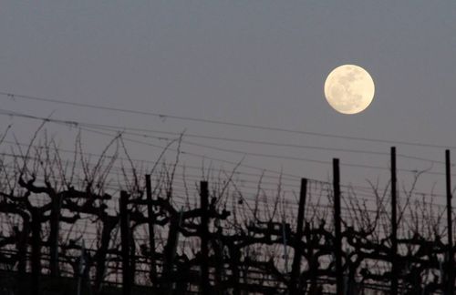 Moon over Mourvedre Moon over Mourvedre