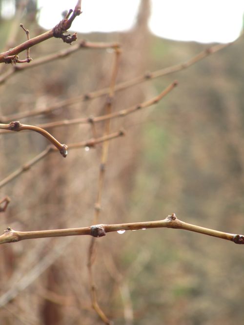 Drips on Roussanne canes Drips on Roussanne canes