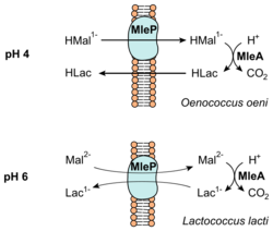 620px-Malolactic_fermentation 620px-Malolactic_fermentation