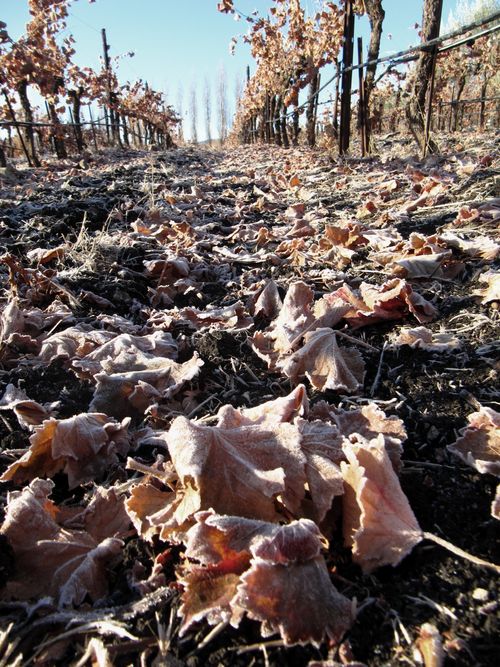View through Grenache 2 View through Grenache 2