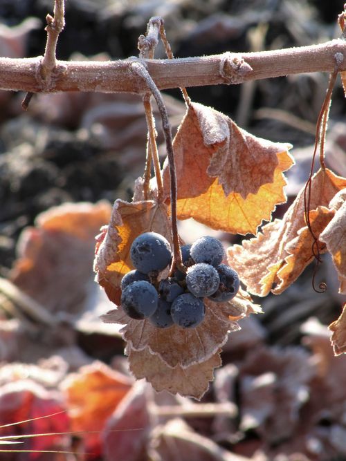 Cluster with frost Cluster with frost