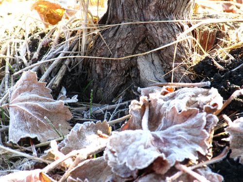 Grape leaves and trunk with frost Grape leaves and trunk with frost