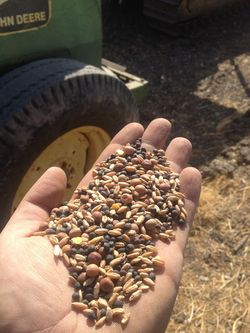 Seed mix Seed mix