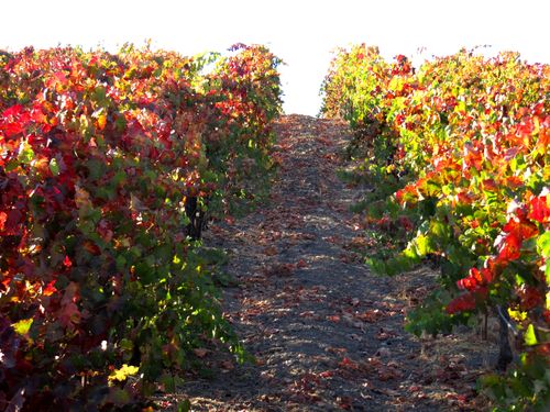 Syrah vine rows Syrah vine rows
