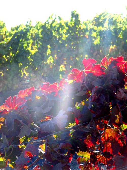 Syrah and Grenache Blanc in the sun Syrah and Grenache Blanc in the sun