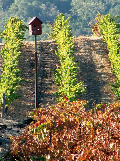 Owl box Owl box