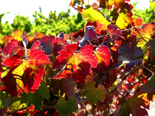 Colorful Syrah leaves Colorful Syrah leaves
