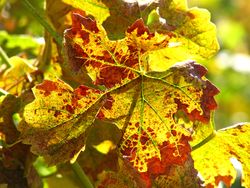 End Sept - Roussanne Leaf End Sept - Roussanne Leaf