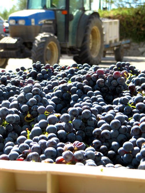 End Sept - Mourvedre End Sept - Mourvedre