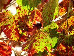 End Sept - Mourvedre Leaf 2 End Sept - Mourvedre Leaf 2