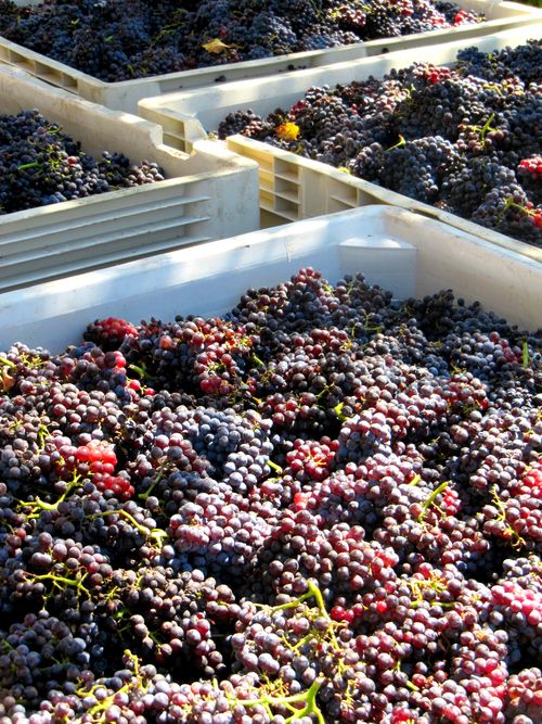 Bins of Grenache Bins of Grenache