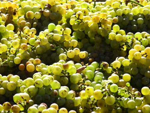 2013 Harvest-Picpoul 2013 Harvest-Picpoul