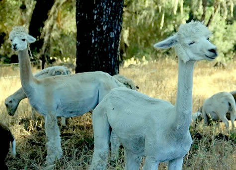 Shorn 475 Shorn 475
