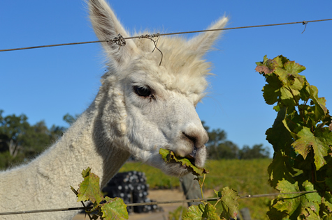 Alpaca munching Alpaca munching