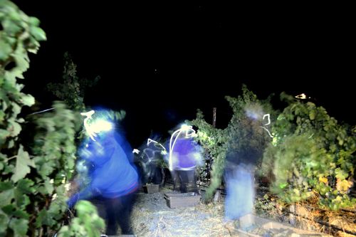 Night Harvest harvesting Night Harvest harvesting