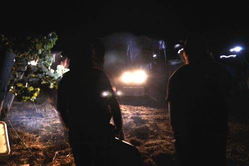 Night Harvest headlights Night Harvest headlights