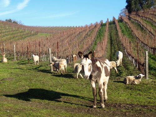 Animal herd Animal herd