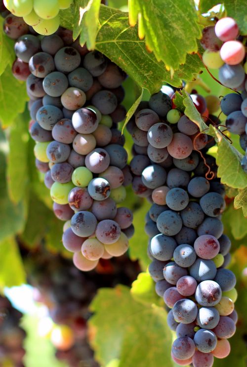 Veraison 2013 Syrah Veraison 2013 Syrah