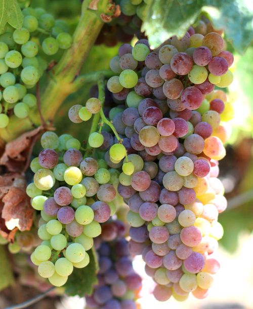 Veraison 2013 Grenache Veraison 2013 Grenache