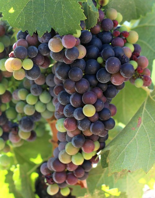 Veraison 2013 Mourvedre Veraison 2013 Mourvedre