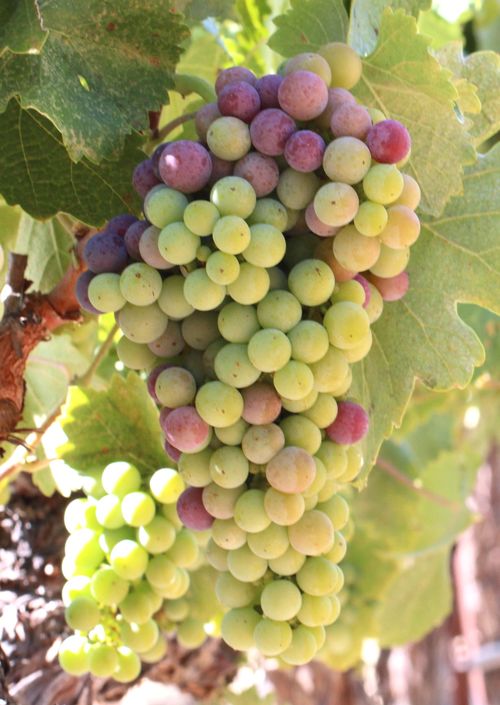 Veraison 2013 Counoise Veraison 2013 Counoise
