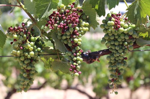 Sunburn on mourvedre Sunburn on mourvedre