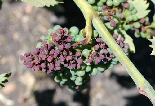 Sunburn on mourvedre 2 Sunburn on mourvedre 2