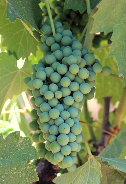 Shaded mourvedre cluster Shaded mourvedre cluster