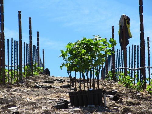 Overview with vines Overview with vines