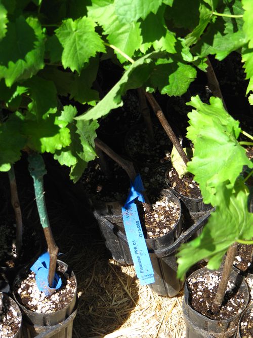 Picardan vines in pots Picardan vines in pots