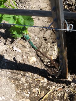Vine in pot in hole Vine in pot in hole