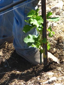 David with vine under foot David with vine under foot