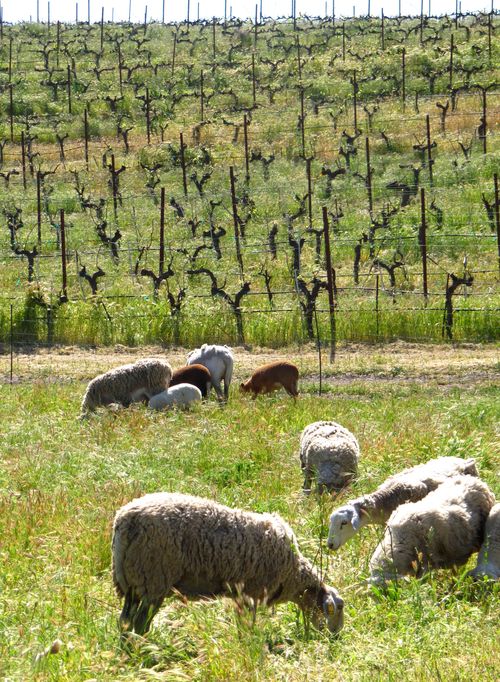 Sheep in the vineyard April 2013 Sheep in the vineyard April 2013