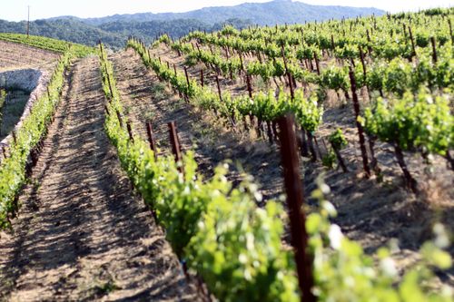 Vineyard in the Setting Sun May 2013 Vineyard in the Setting Sun May 2013