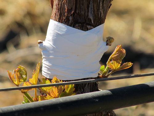 Grafting Over - Buds Pushing Grafting Over - Buds Pushing
