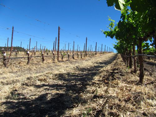 Grafting Over - Contrast with Roussanne Grafting Over - Contrast with Roussanne