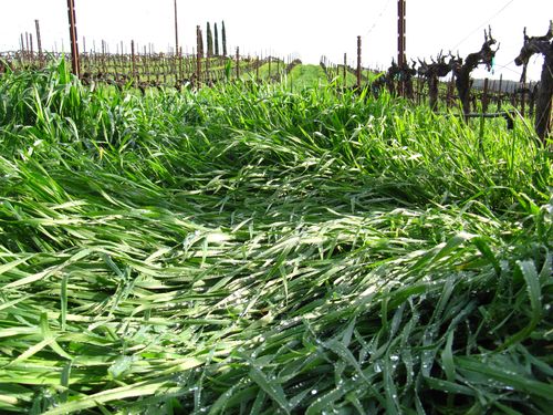 Cover crop march 2013 Cover crop march 2013