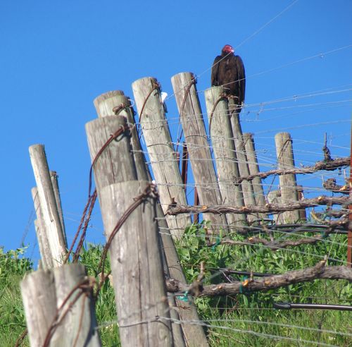Basking vulture Basking vulture